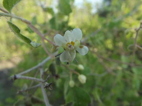 صورة Serjania tortuosa (Benth.) Ferrucci & V. W. Steinm.