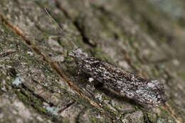 Image of Ypsolopha vittella (Linnaeus 1758)