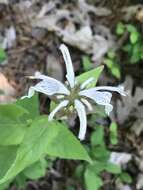 Image of eastern beebalm