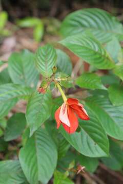 Mussaenda elegans Schumach. & Thonn. resmi