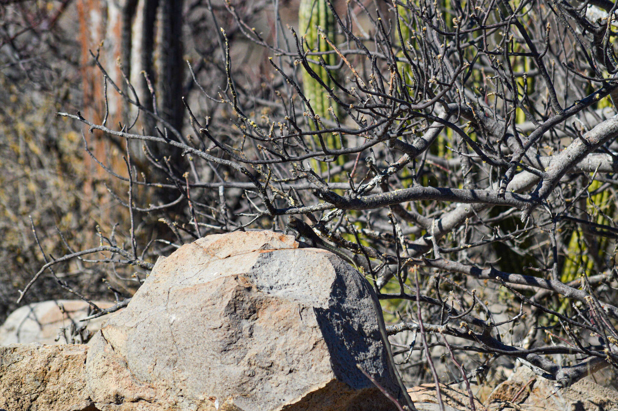 Image of Hunsaker's Spiny Lizard