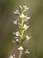 Image of Fragrant leek orchid