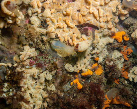 Image of lined sea anemone