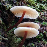 Image of Collybia eucalyptorum Cleland 1931