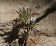 Image of Baja Pincushion-Plant