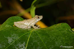 Image of Rio Mutum Snouted Treefrog