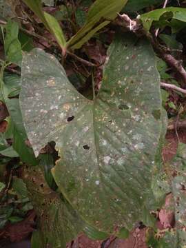 Anthurium sagittatum (Sims) G. Don resmi