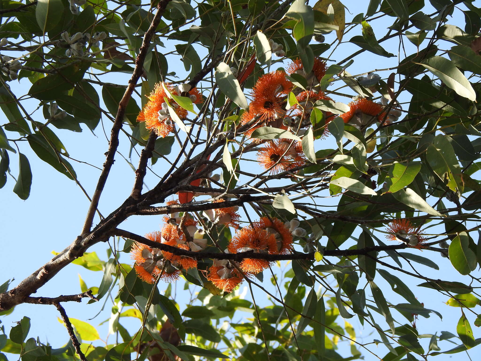 Image of Eucalyptus miniata A. Cunn. ex Schau.