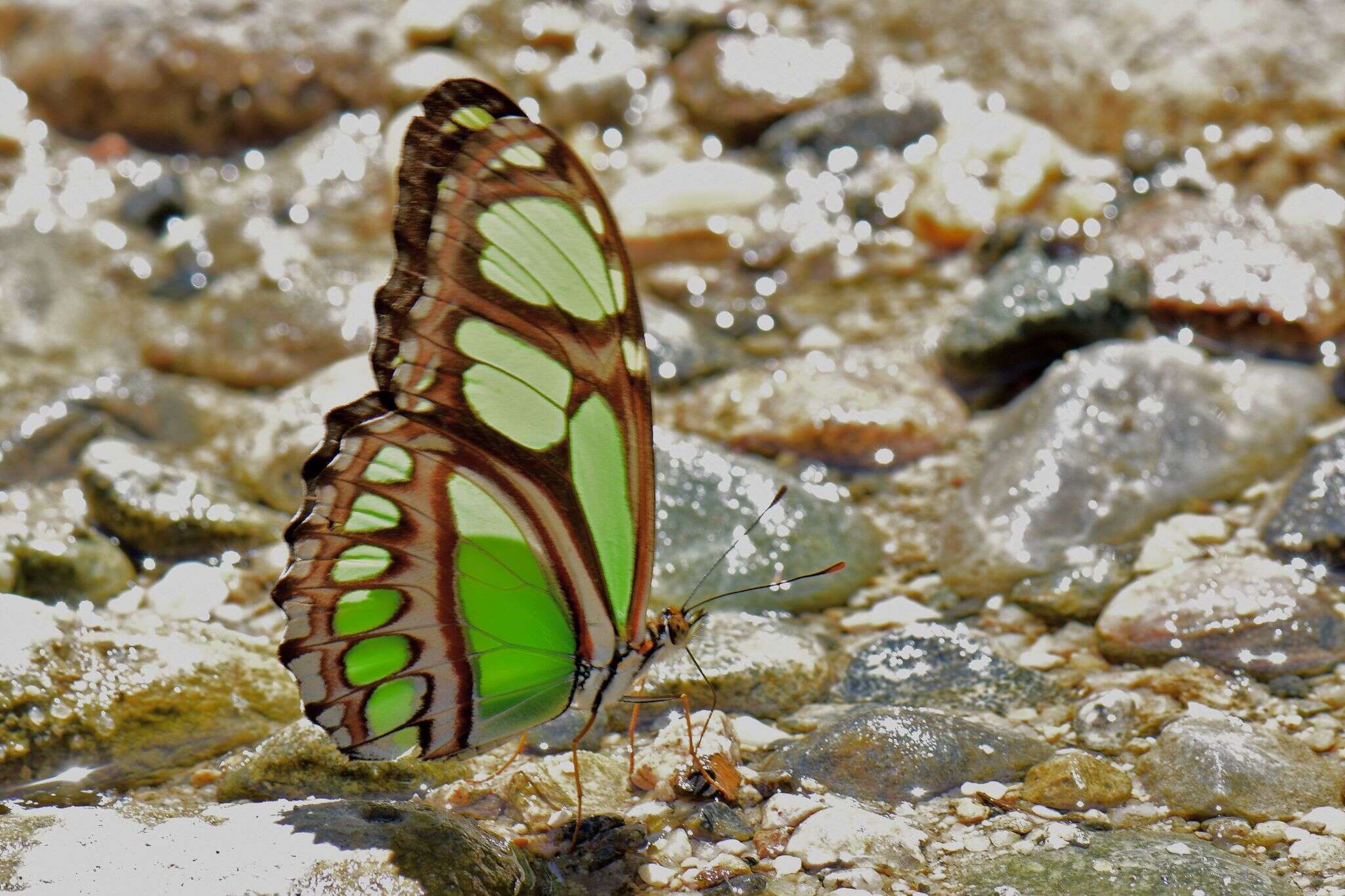 Слика од Philaethria dido Linnaeus 1763