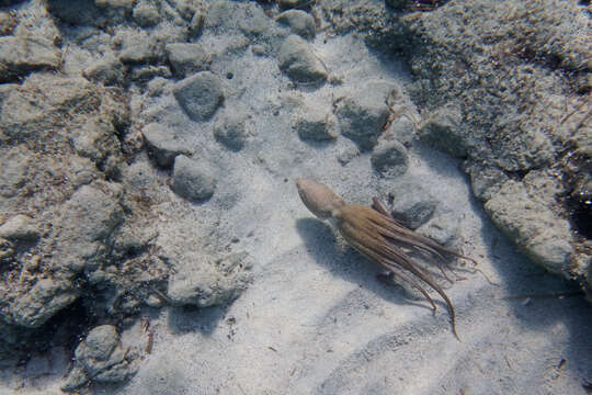 Image of Common octopus