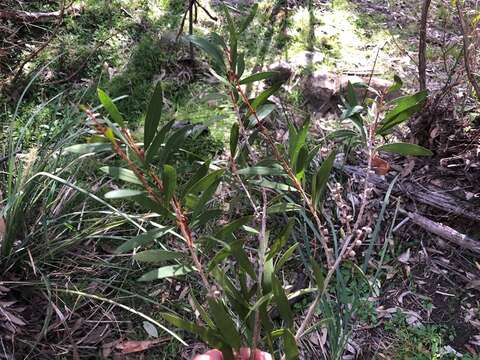 Sivun Callistemon flavovirens (Cheel) Cheel kuva