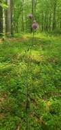 Image de Cirsium carolinianum (Walt.) Fern. & Schubert