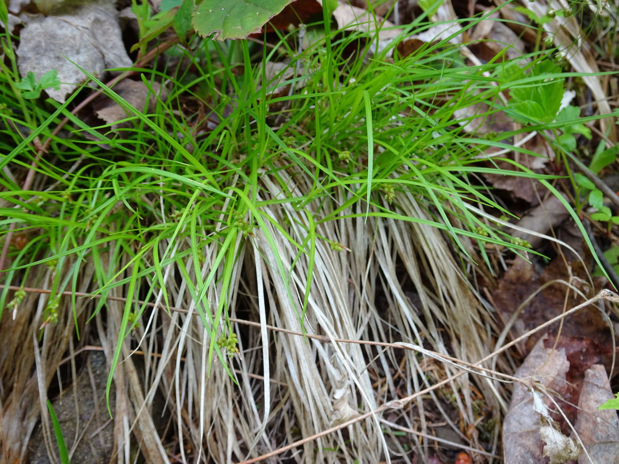 Image of northern sedge