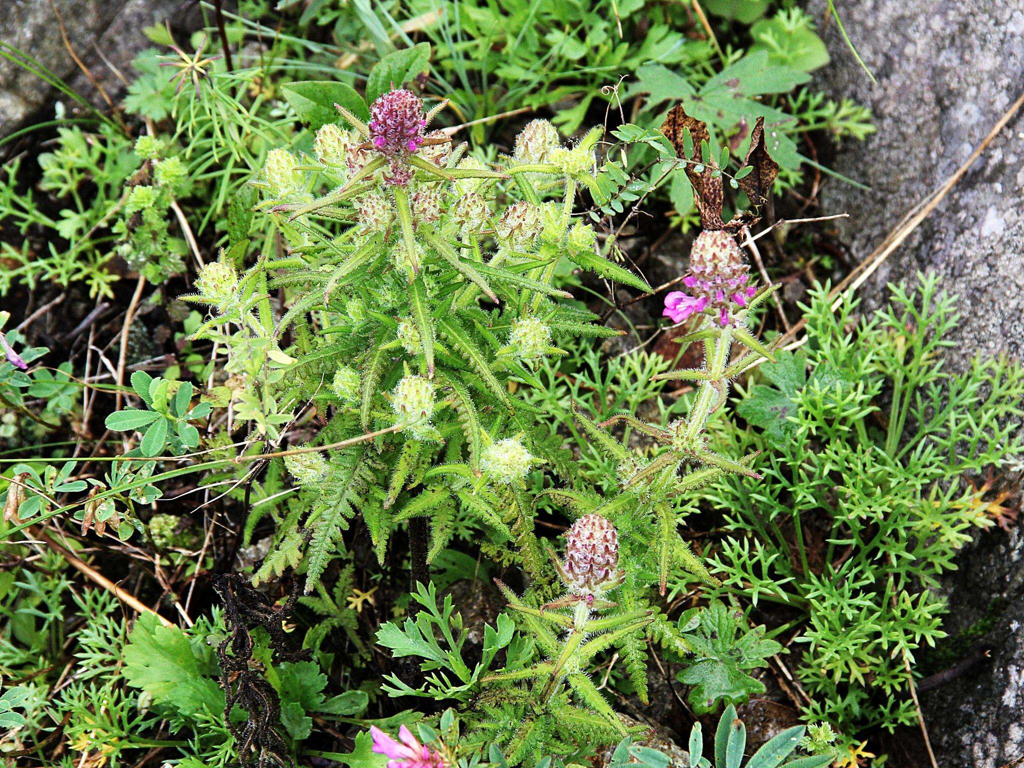 Image of Pedicularis spicata Pall.