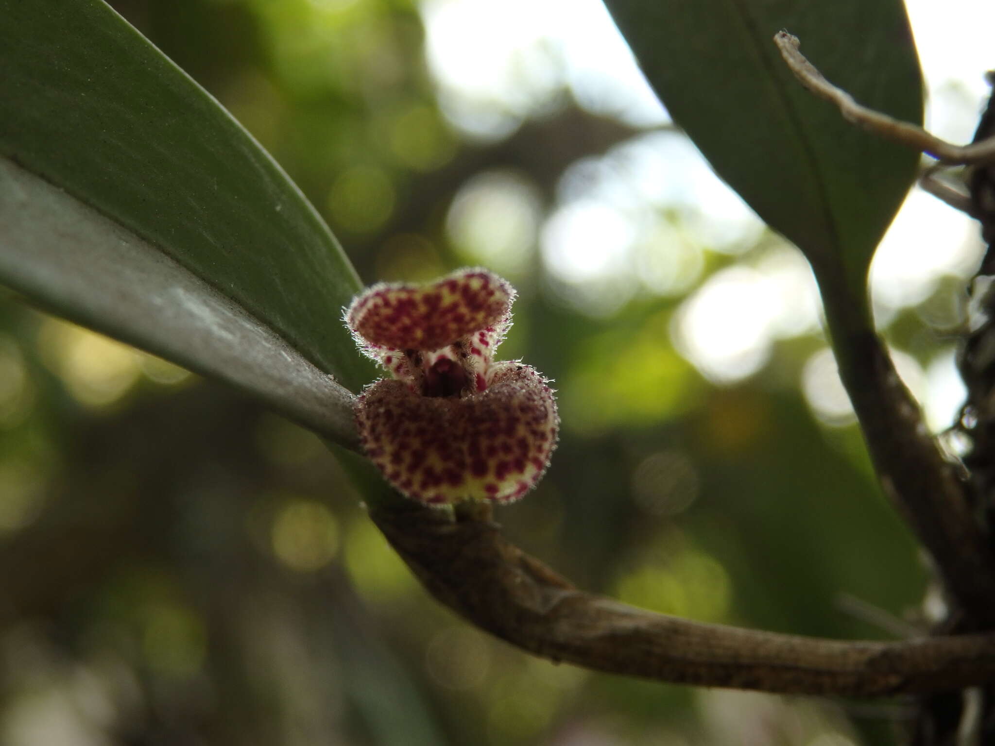 Imagem de Restrepiella ophiocephala (Lindl.) Garay & Dunst.