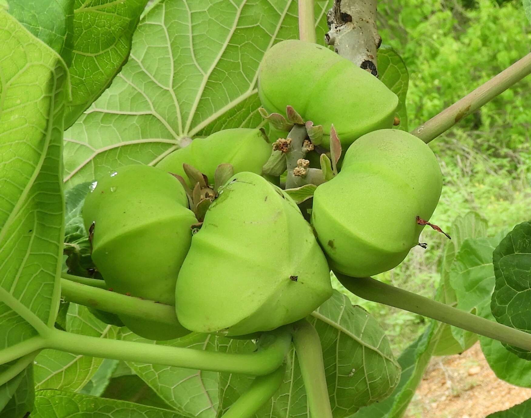 Image of Jatropha peltata Sessé