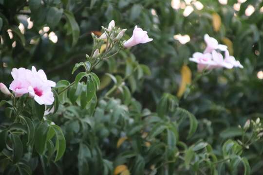 Imagem de Pandorea jasminoides (Lindl.) Schumann