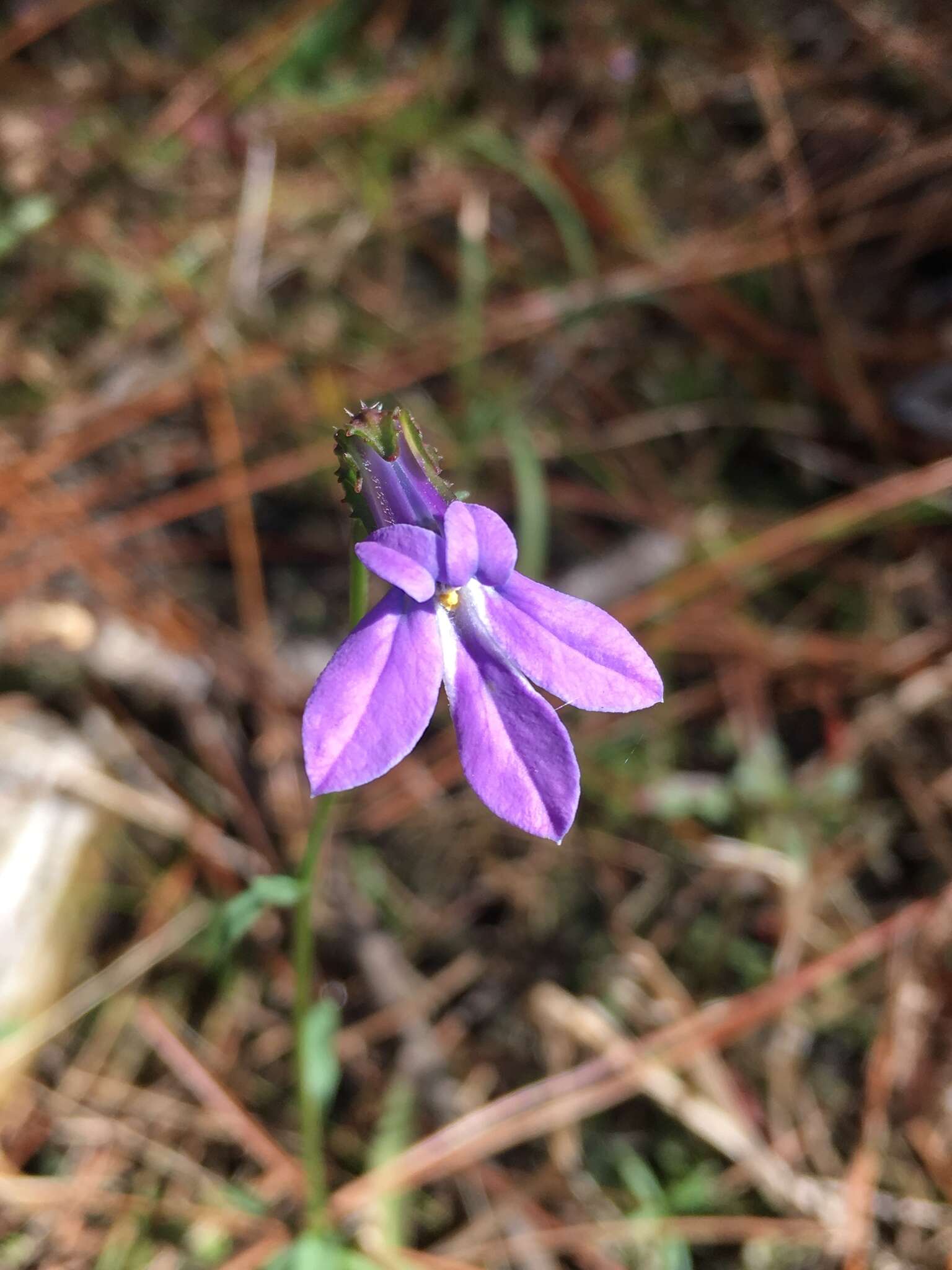 Plancia ëd Lobelia glandulosa Walter