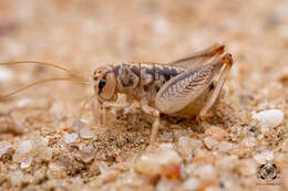 Image of Cnemotettix bifasciatus Rentz, D. C. F. & Weissman 1973