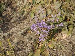 صورة Limonium hypanicum Klokov