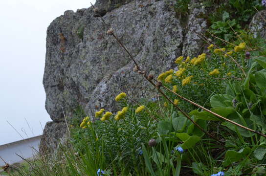 Image of Rhodiola kirilowii (Regel) Maxim.