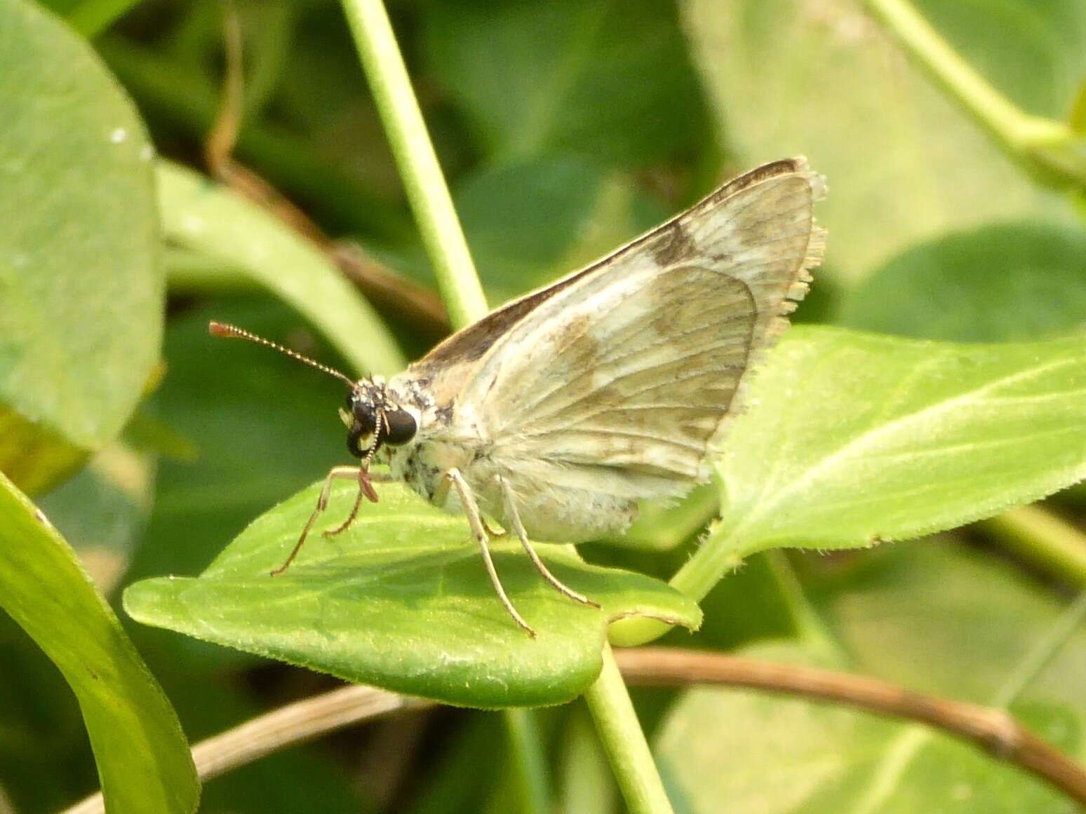 Sivun Heliopetes ericetorum Boisduval 1852 kuva