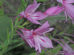 Image of Gladiolus microcarpus G. J. Lewis