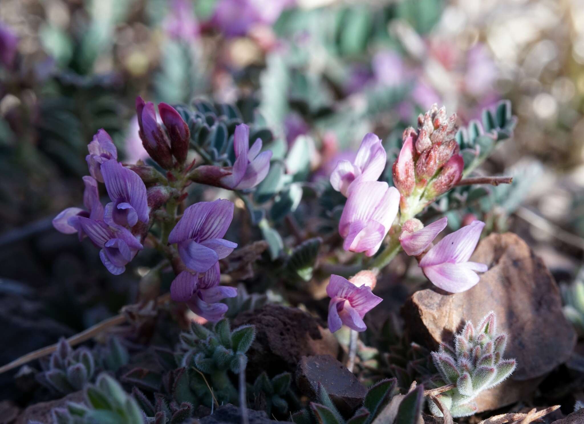 Image of copper mine milkvetch