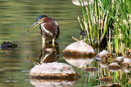 Butorides virescens anthonyi (Mearns 1895) resmi