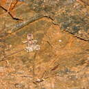 Image of Sclerophrys brauni (Nieden 1911)