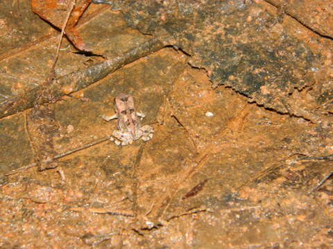 صورة Sclerophrys brauni (Nieden 1911)