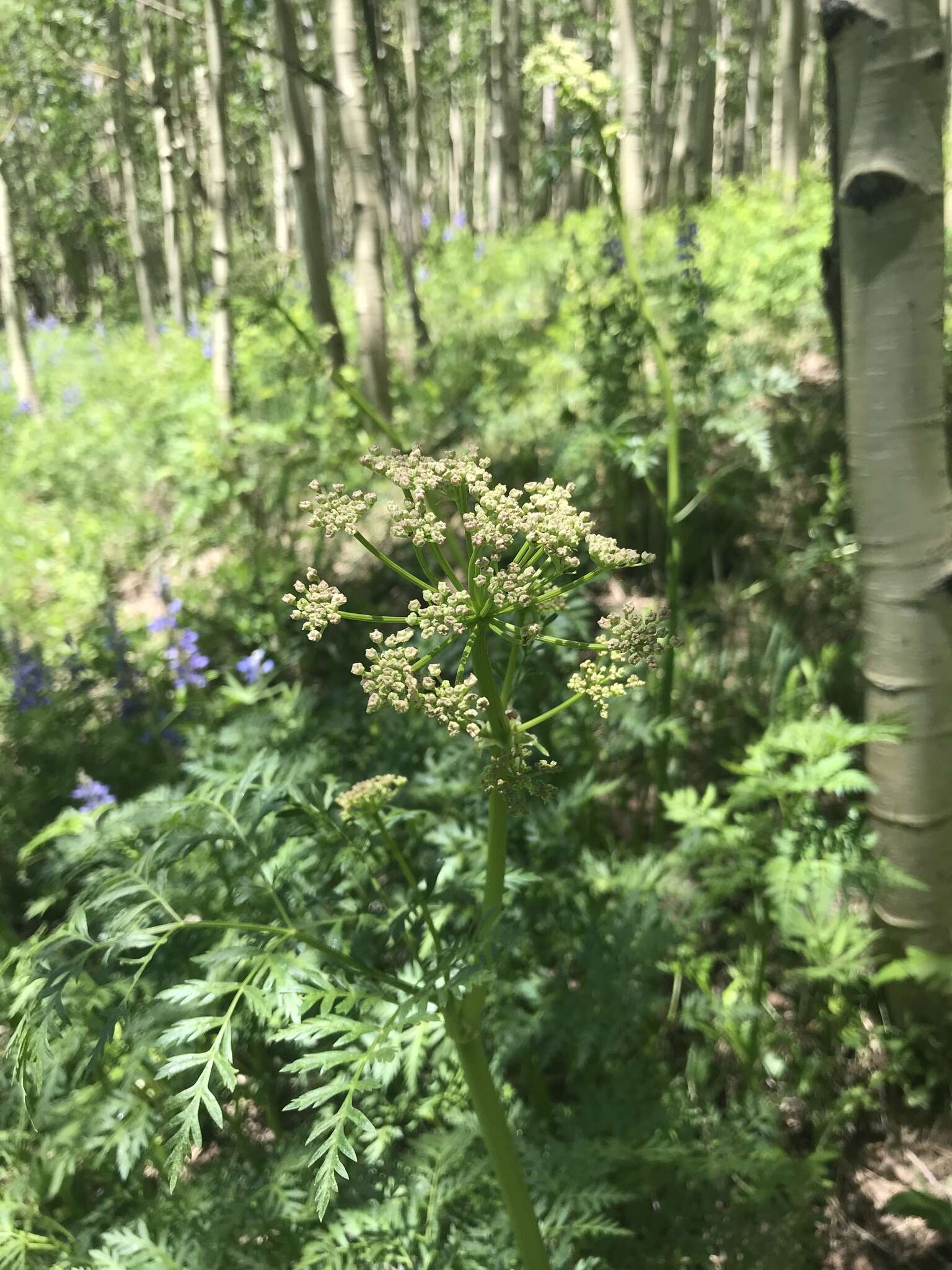 Ligusticum porteri Coult. & N. E. Rose的圖片