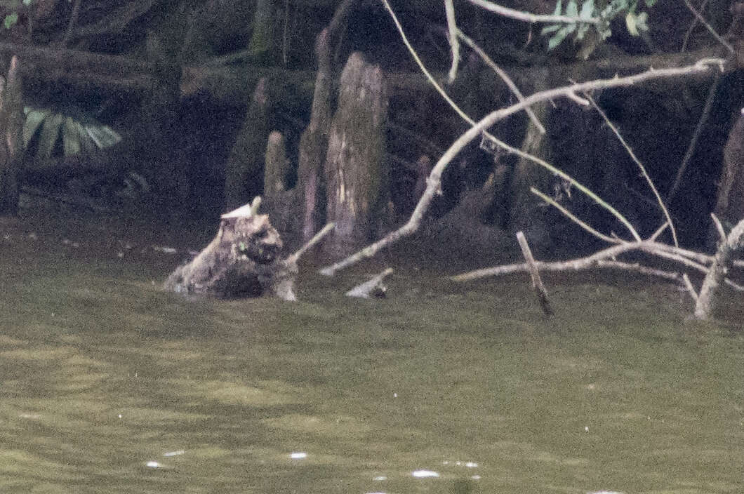 Image of Sabine map turtle