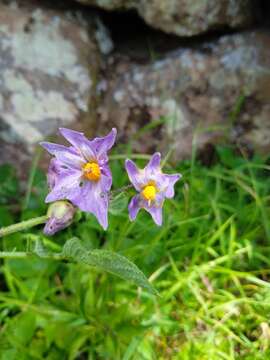 Solanum demissum Lindl.的圖片