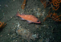 Image of Starry rockfish