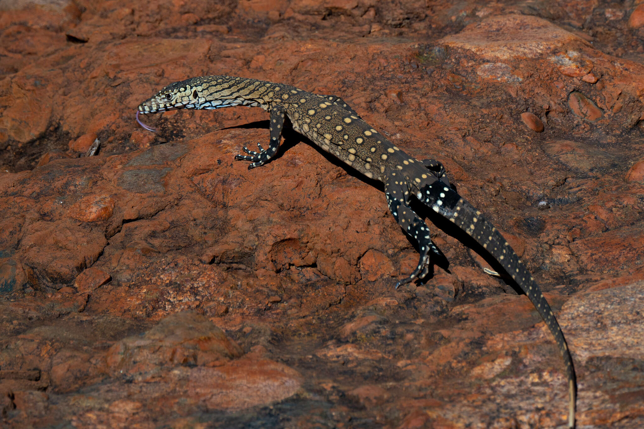 Image of Perentie