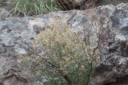 Image of Baccharis sulcata DC.