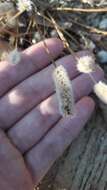 Image of Hare's-foot Plantain