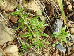 Image of mountain saucerflower