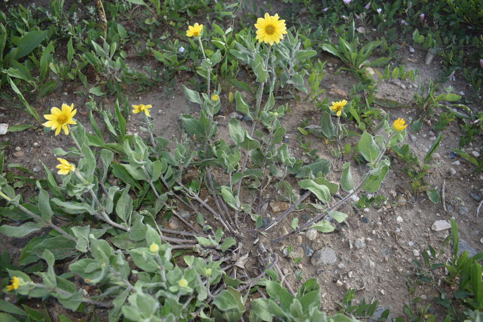 Image of little sunflower