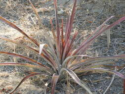 Image of Bromelia hemisphaerica Lam.