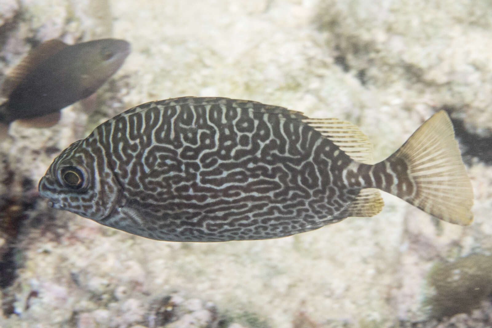 Image of Black spinefoot