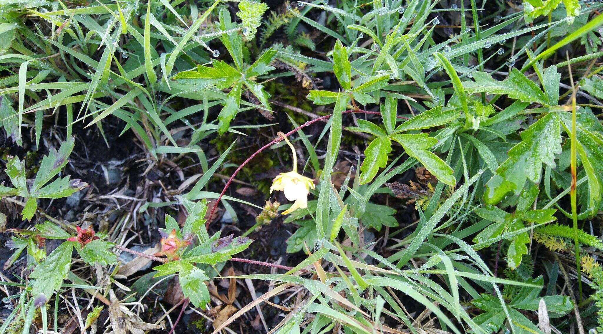 Image of Potentilla flagellaris Willd. ex Schltdl.