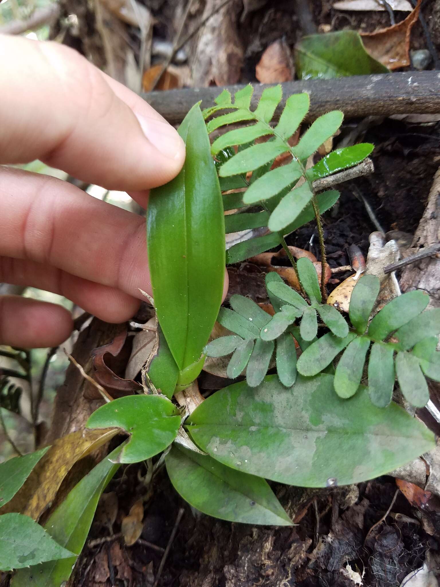 Image of spotted mule-ear orchid
