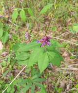 Image of Vicia venosa (Link) Maxim.