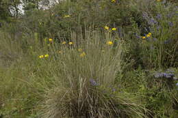 Plancia ëd Muhlenbergia macroura (Kunth) Hitchc.