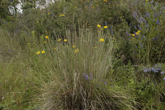 Imagem de Muhlenbergia macroura (Kunth) Hitchc.