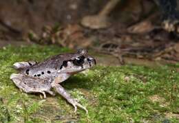 Image of Leptobrachella ventripunctata (Fei, Ye & Li ex Fei, Ye & Huang 1990)