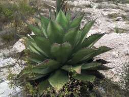 Image of Agave salmiana var. ferox (K. Koch) Gentry