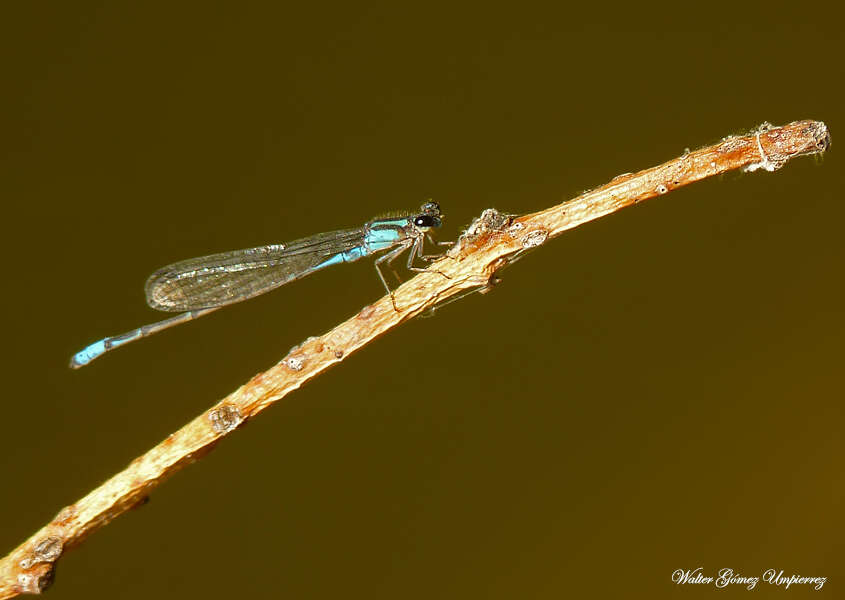 Image of Acanthagrion lancea Selys 1876